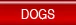 Dogs