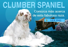 Clumber Spaniel