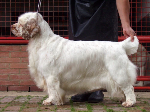 Dulcinea