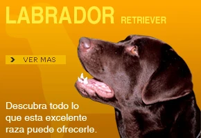 Labrador