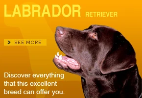 Labrador