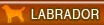 Labrador